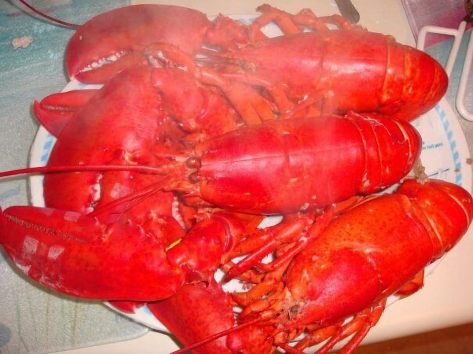 FRESH LOBSTER 