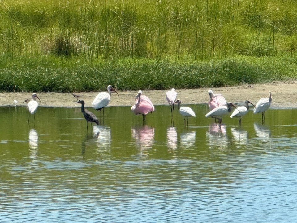 Spoonbills that migrate through the area