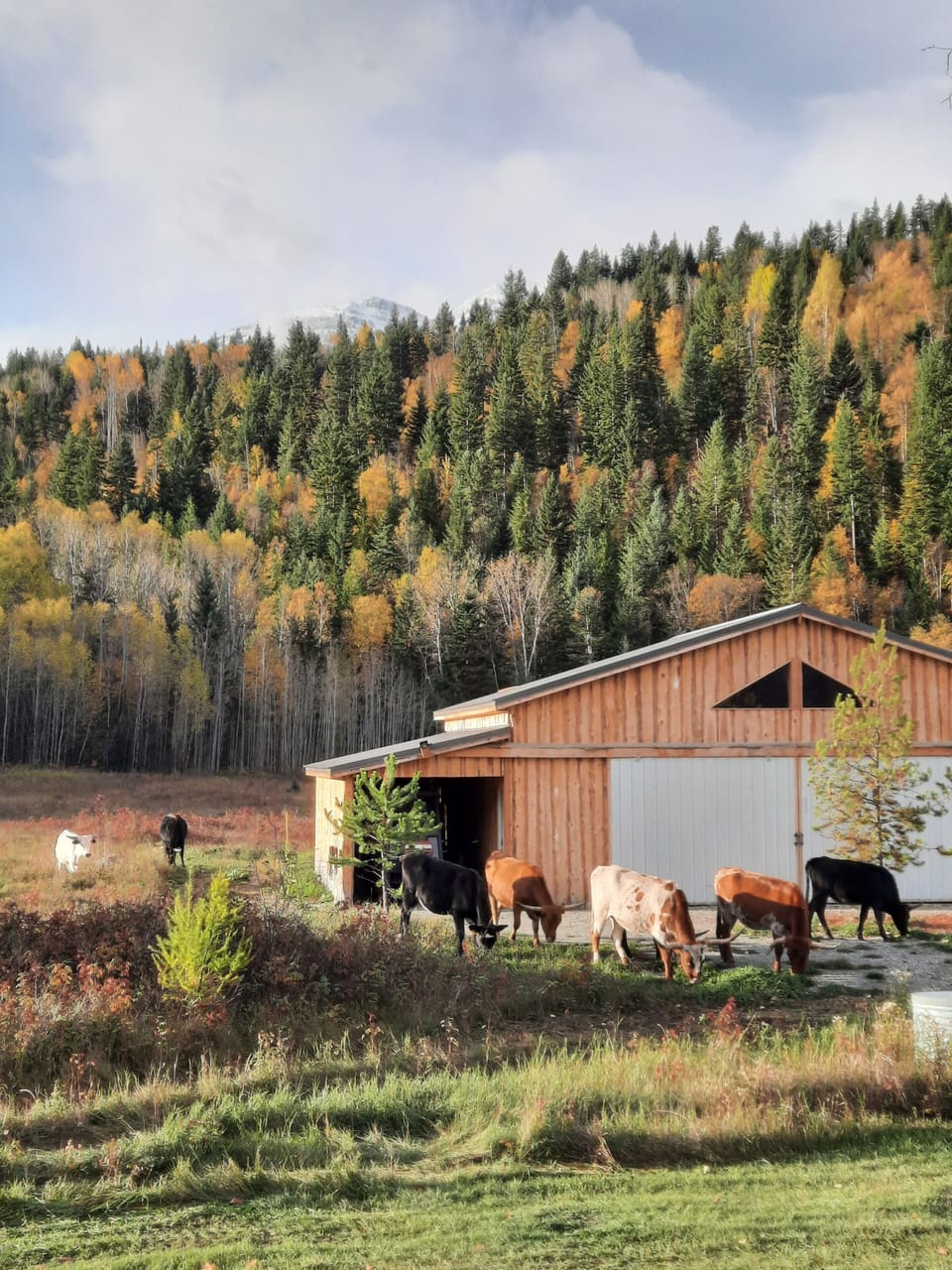Uninvited guests by the barn
