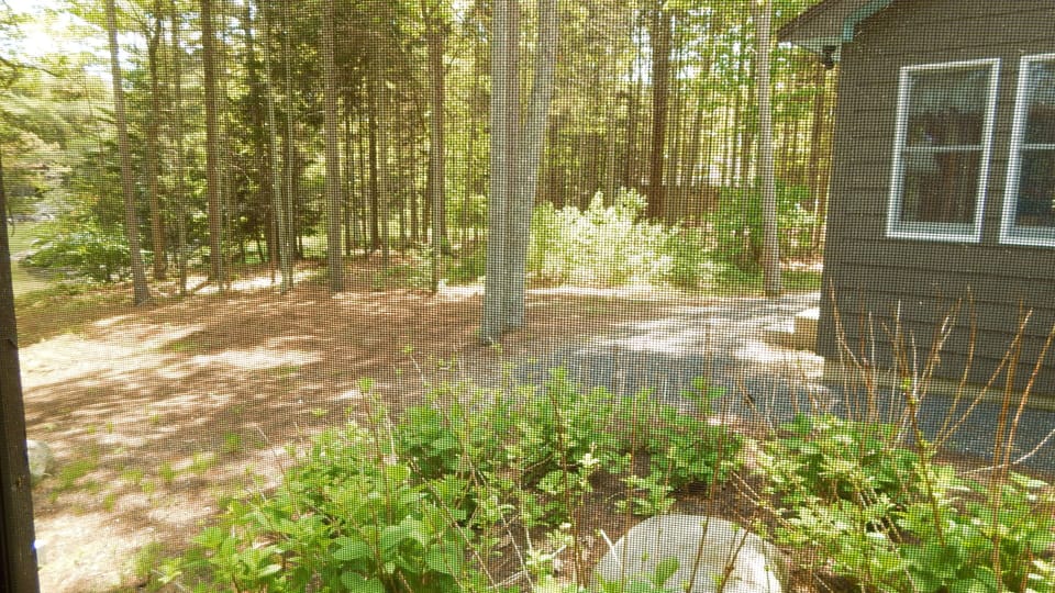 View of clearing behind the Little Dipper cottage (from screened porch).