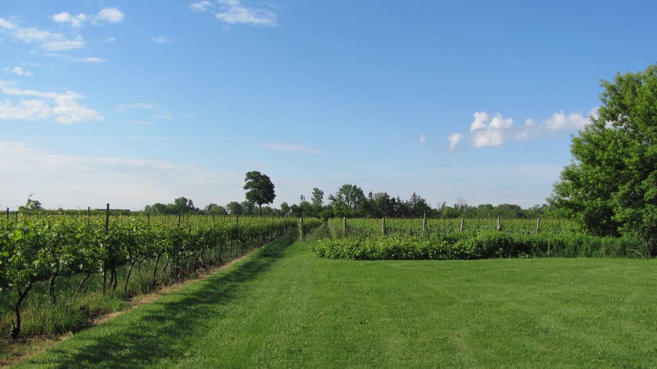 South east view from the lawn.  Perfect spot to pull up a chair and relax.