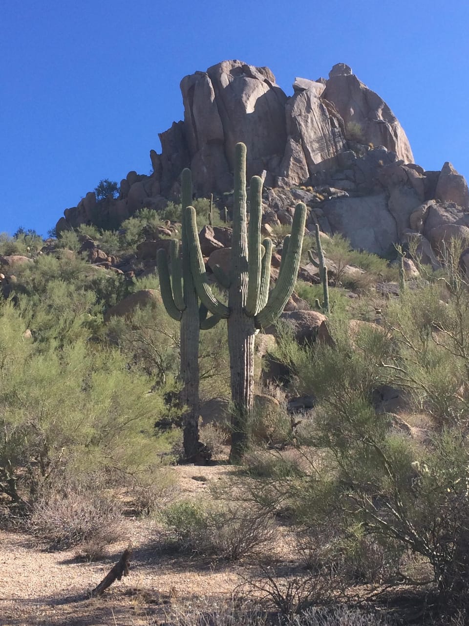 Lots of hiking at nearby Granite Mountain; Tom's Thumb and McDowell Mountain State Park.