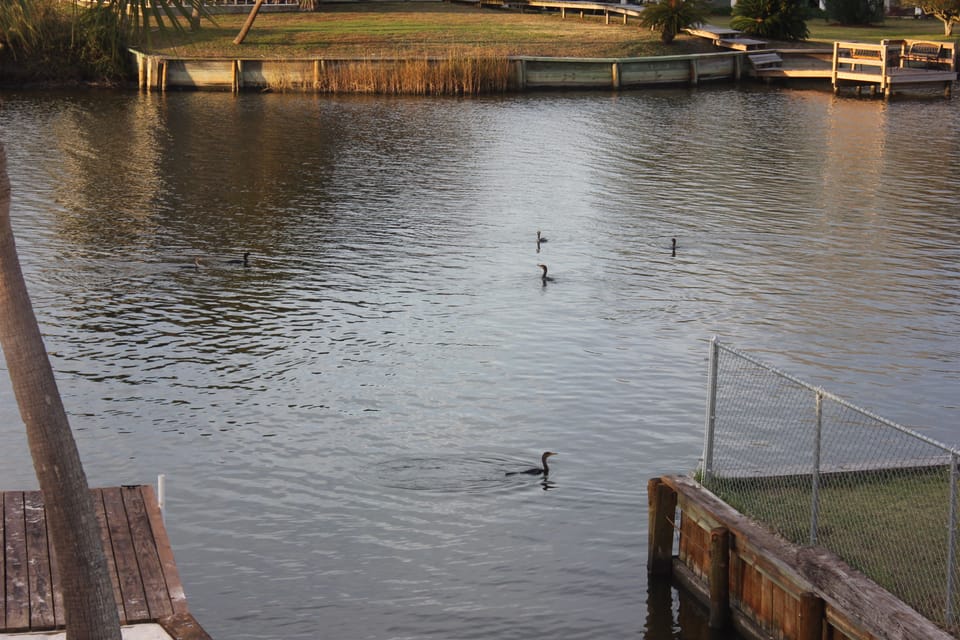 Lots of wildlife to see and enjoy!