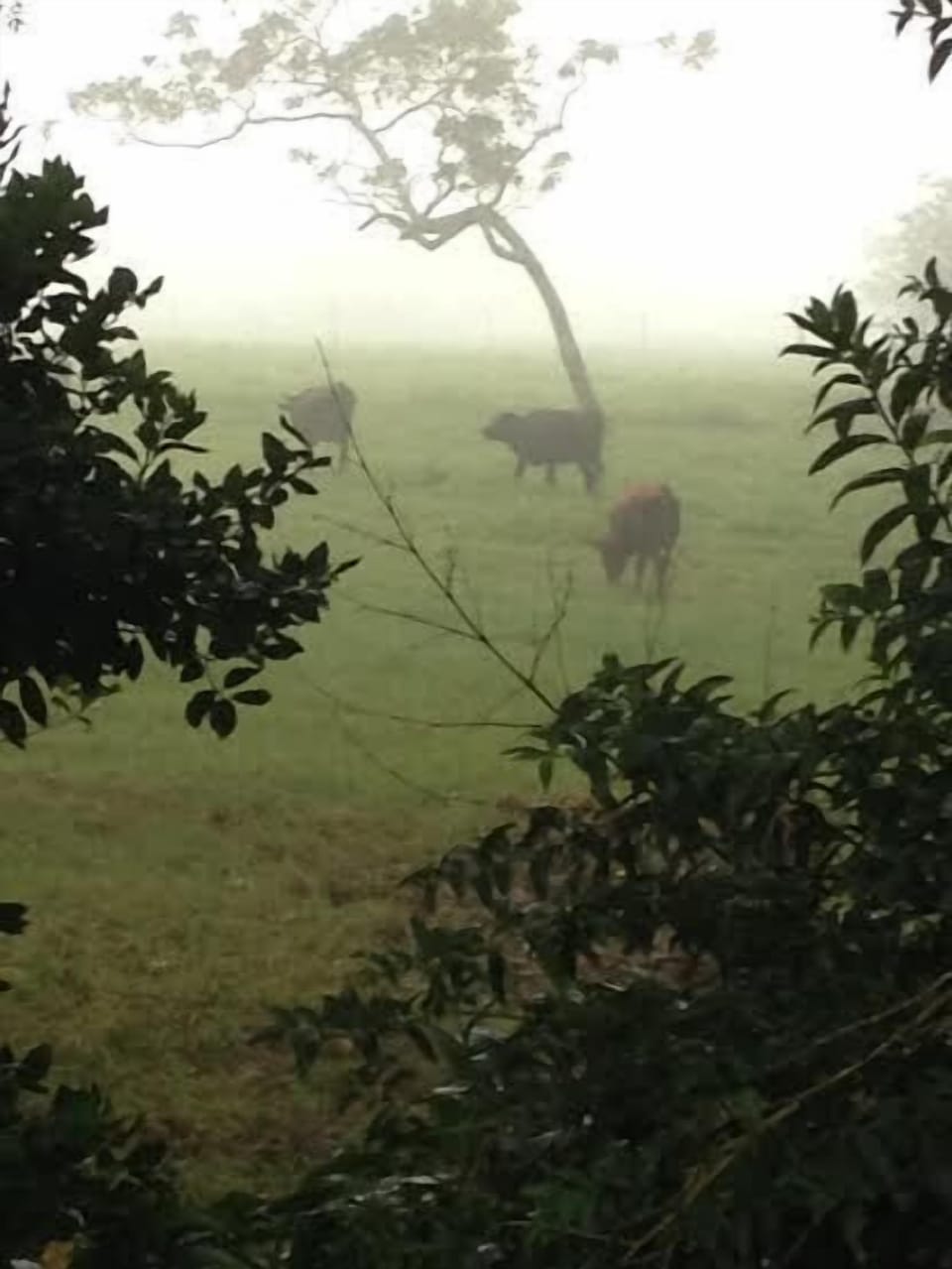 Morning mist in the pasture