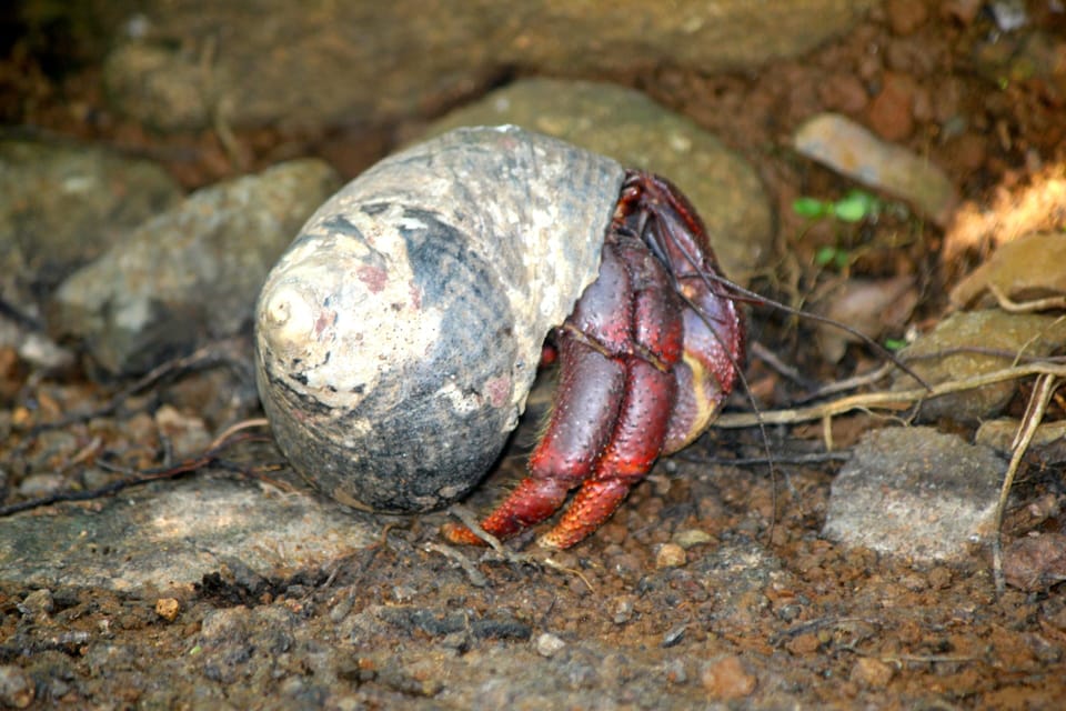 Hermit crabs can get huge here and you never know where you will see one 
