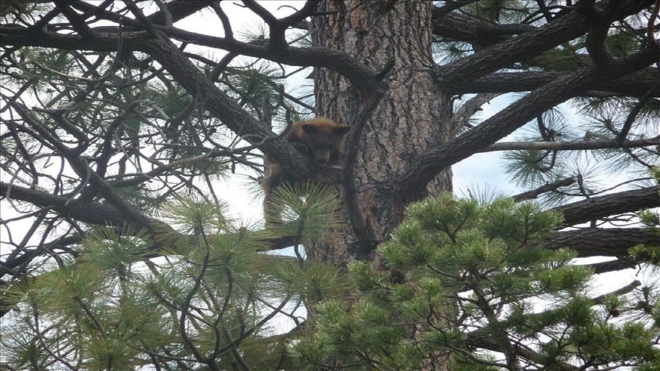 Cub bear taking nap in backyard tree.