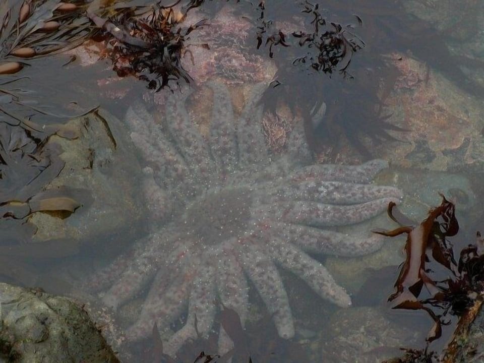 Tide pools