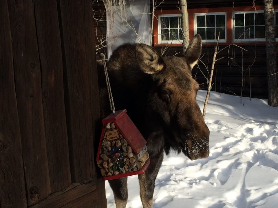 Frequent winter visitor