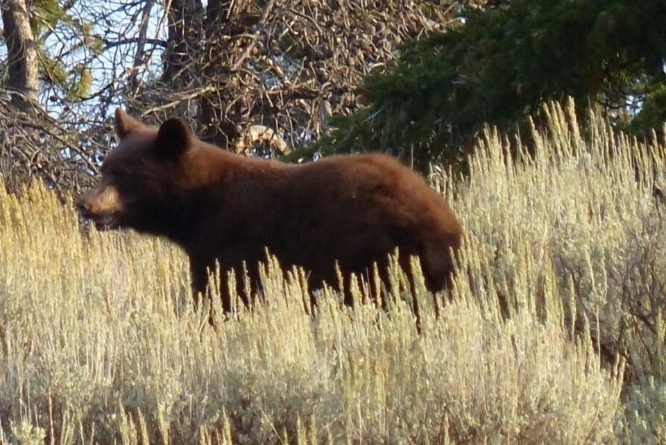 Bear seen on Moose-Wilson Rd. September 2013