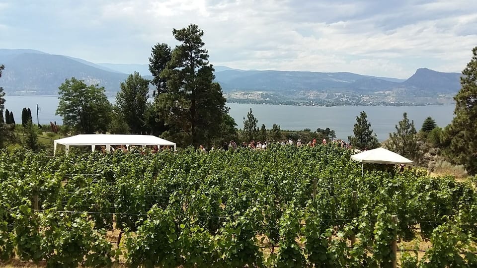 a wedding in the vines