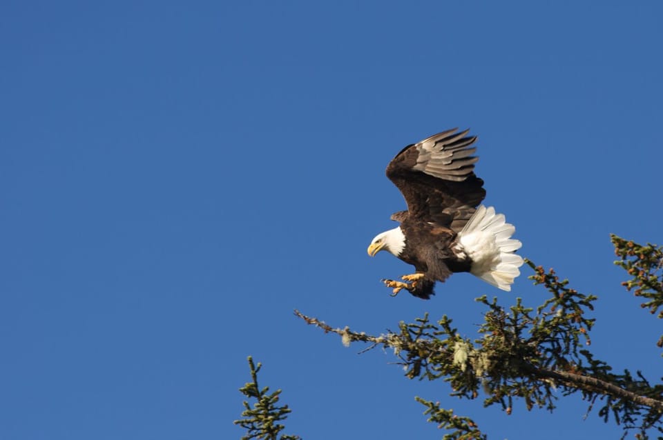 Look in the eagle tree to see who you can spot!
