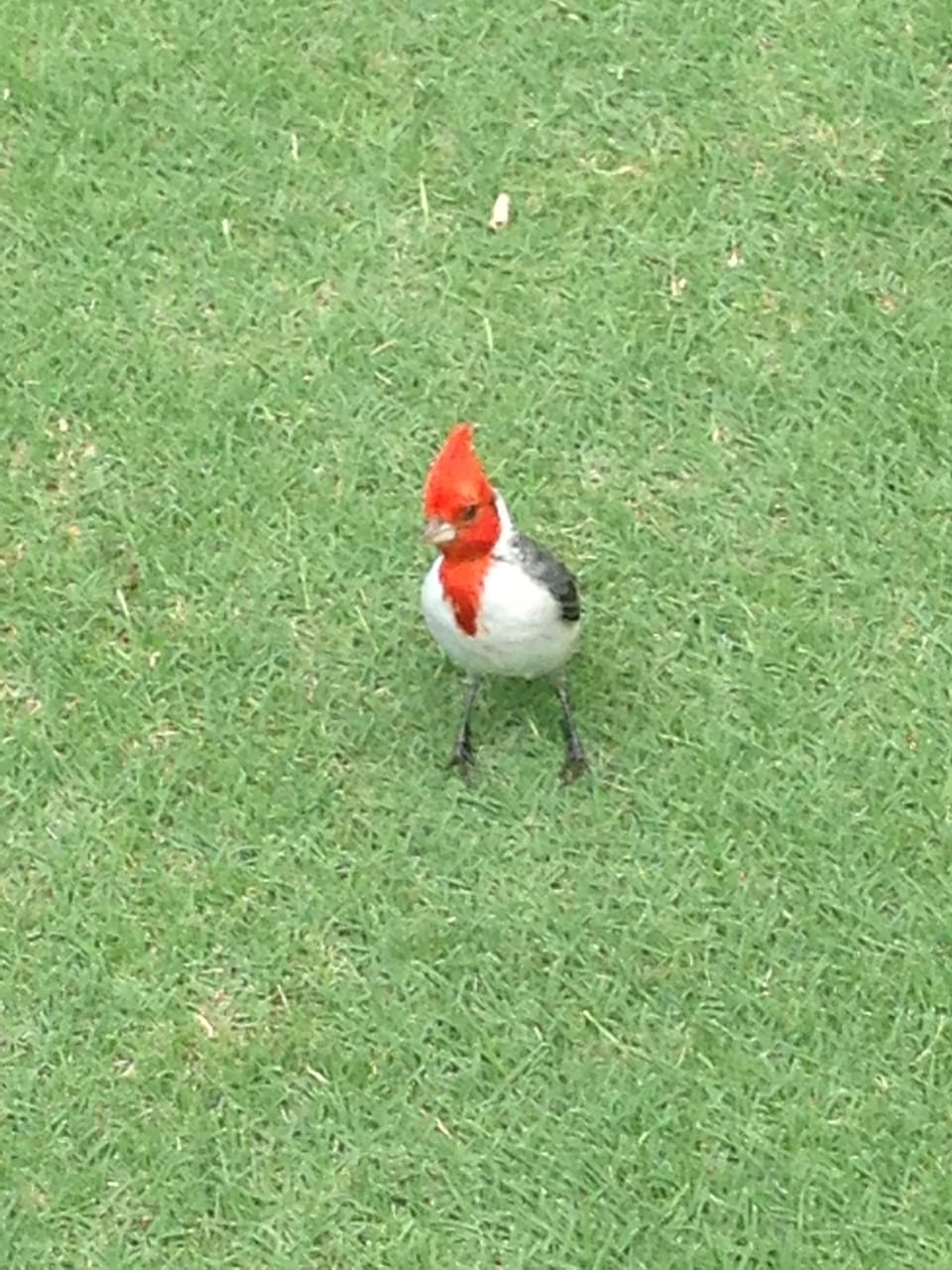 Tropical birds outside our condo!  :)