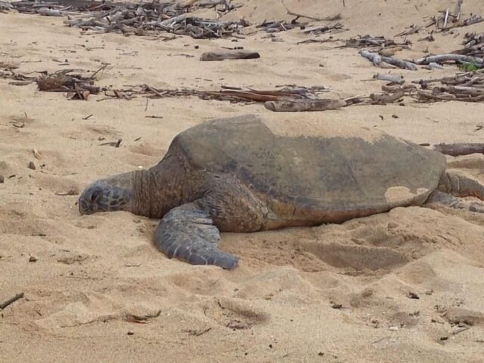 many hawaiian sea turtles rest along our beautiful beaches