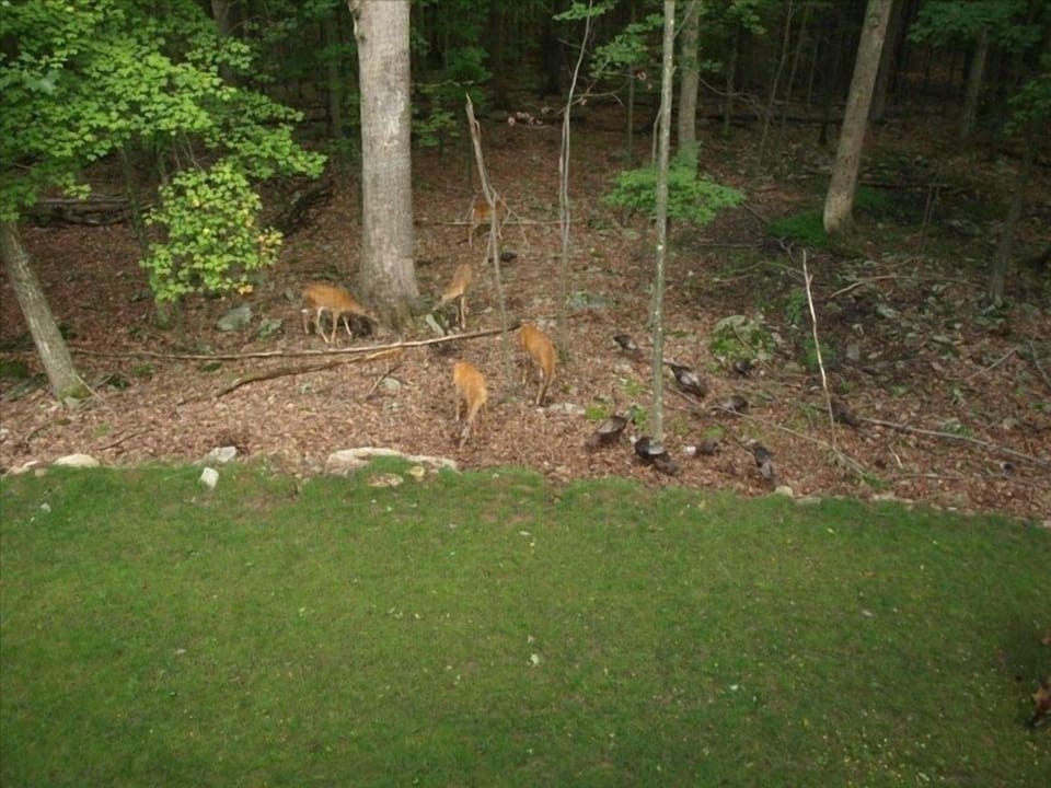 Deer come to visit backyard as seen from window.