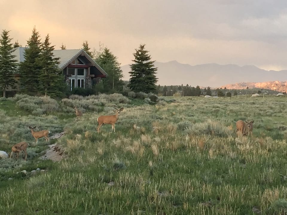 Deer sightings common as you enter complex