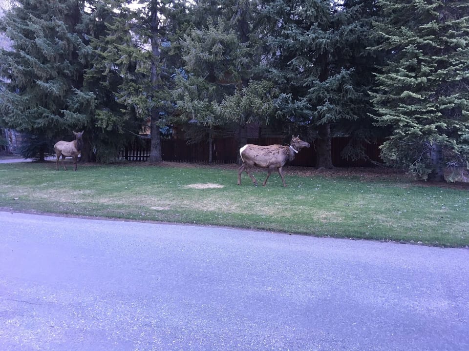 Elk on the front lawn