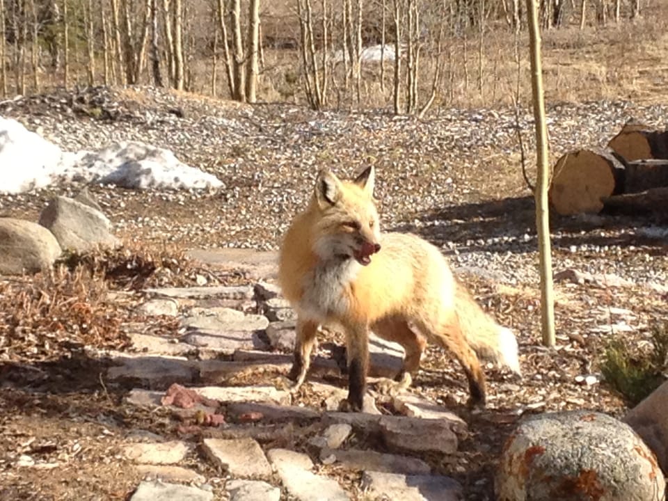 Jaime Fox looking for Megan his mate.