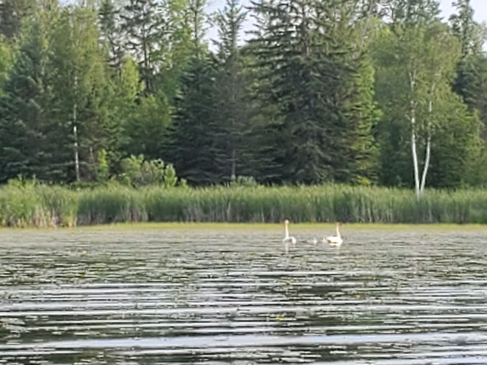 Trumpeter Swan pair with cygnets in small bay, east of cabin