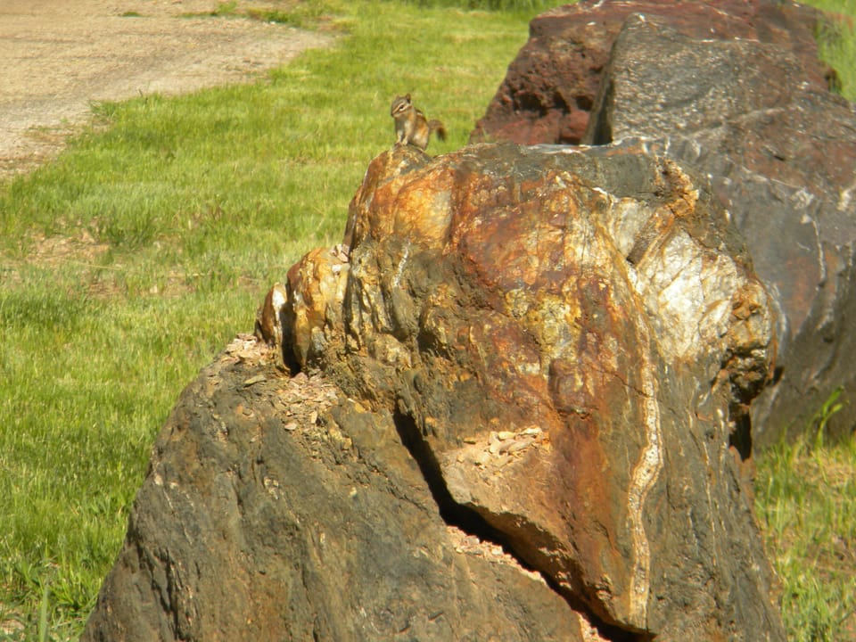 Meet Chubby our local Chipmunk.