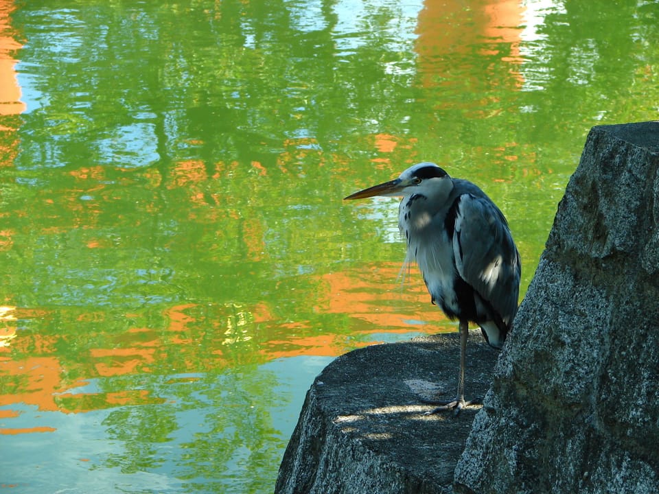 Along the canal, 2 minutes walk from Koto Inn, Kyoto