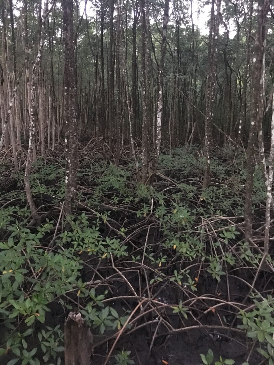 The Mangrove walk.