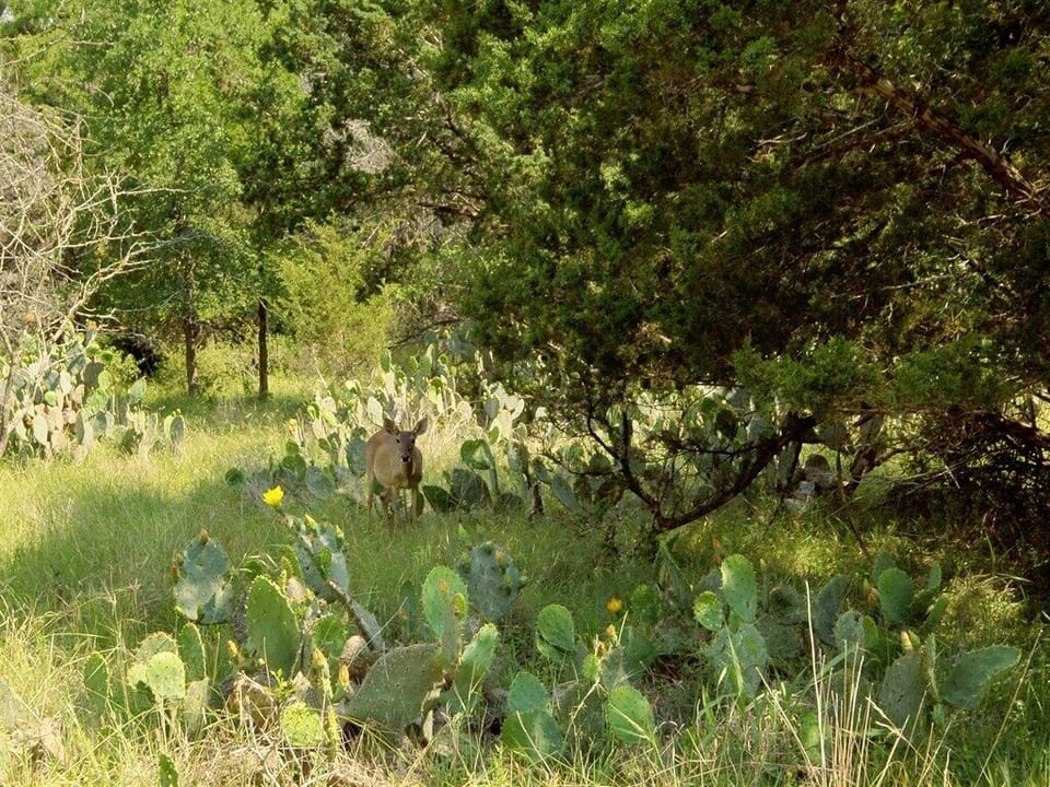 Beautiful Wildlife on the Ranch
