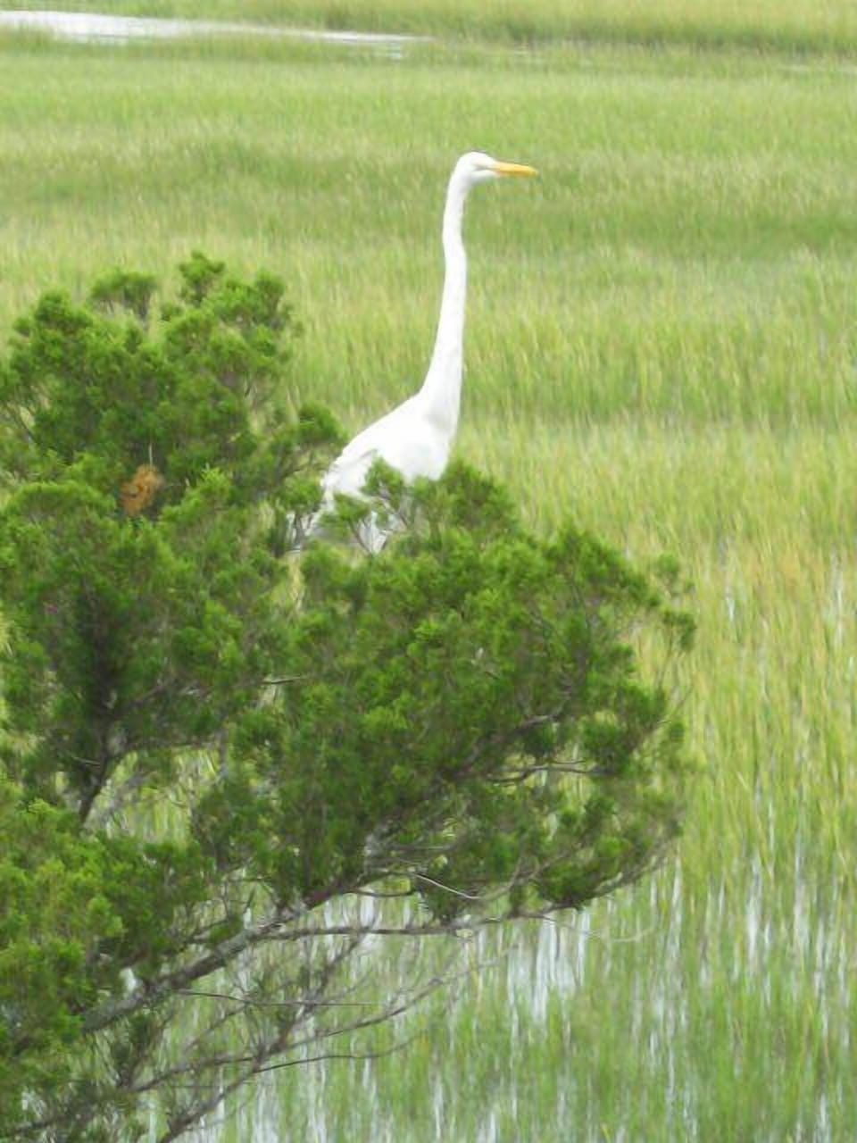 Birdwatching from the house 