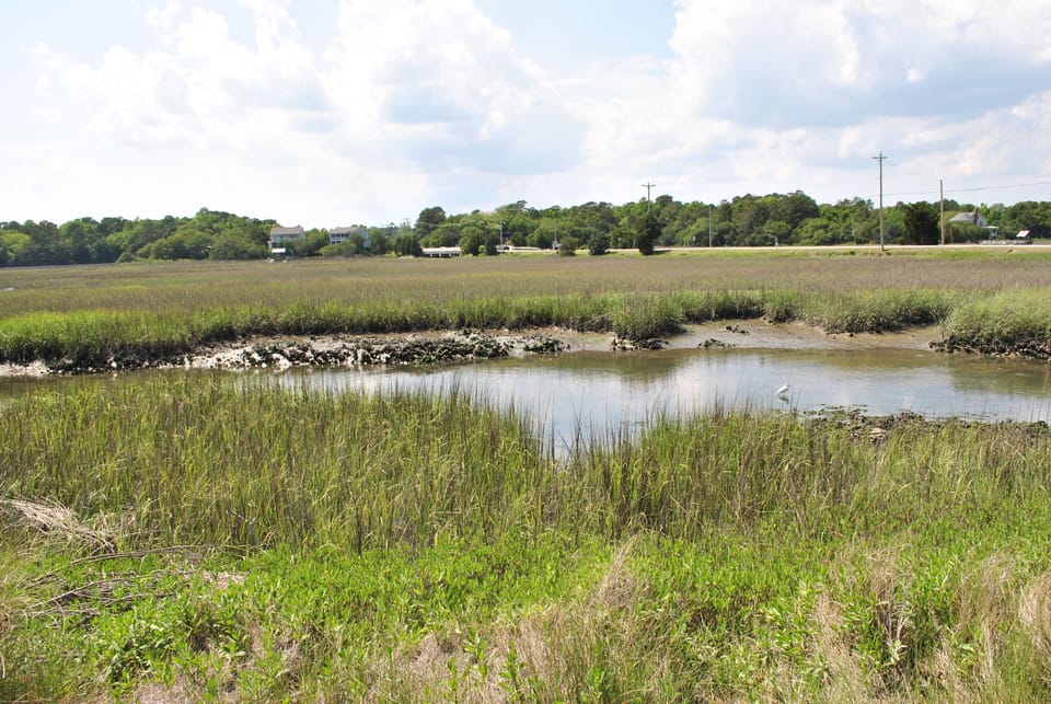Marsh View
