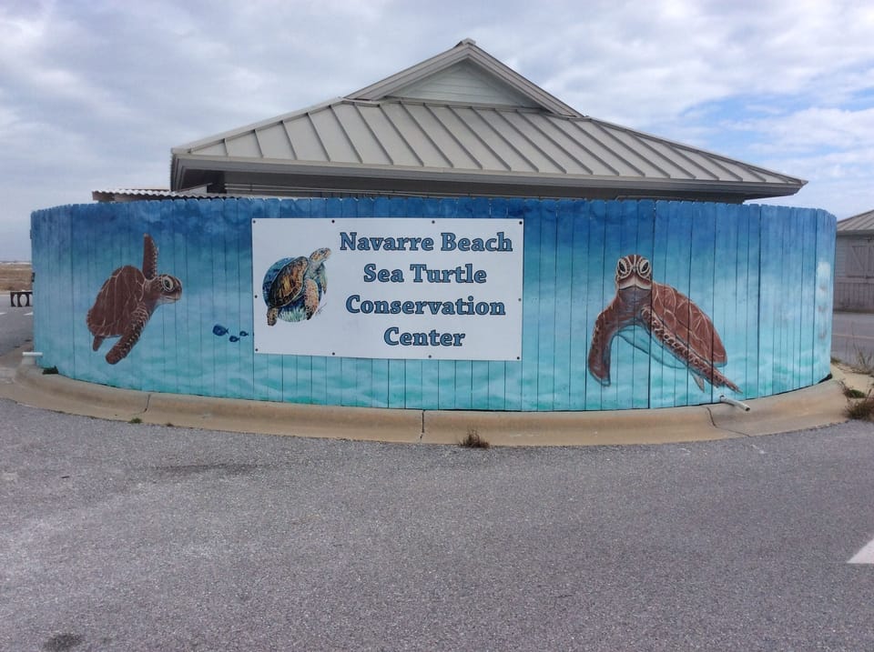 Sea Turtle Conservation Center - Come see Gigi one of my turtles at the Sea Turtle Conservation Center. Open daily small admission fee, gift shop.