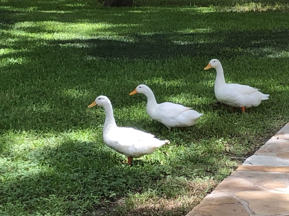 Occasional visitors