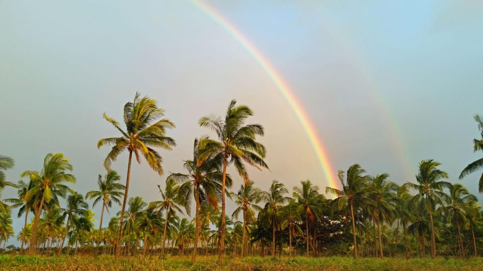 Amazing rainbow over the coconut grove on ranch driveway.