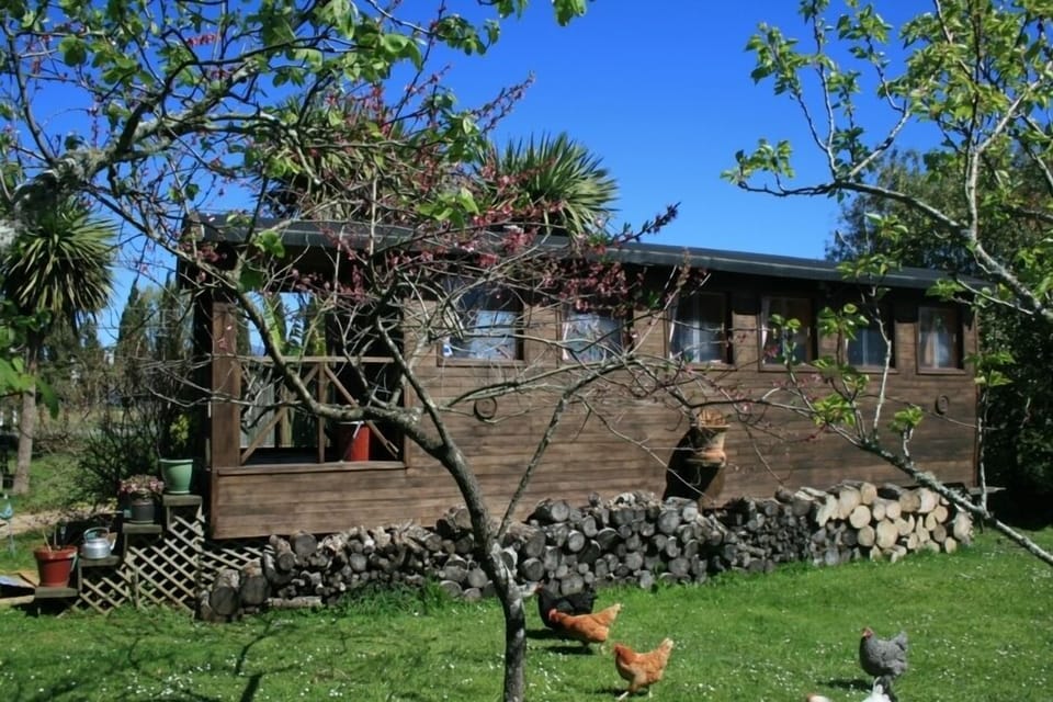 Free range chickens providing your eggs