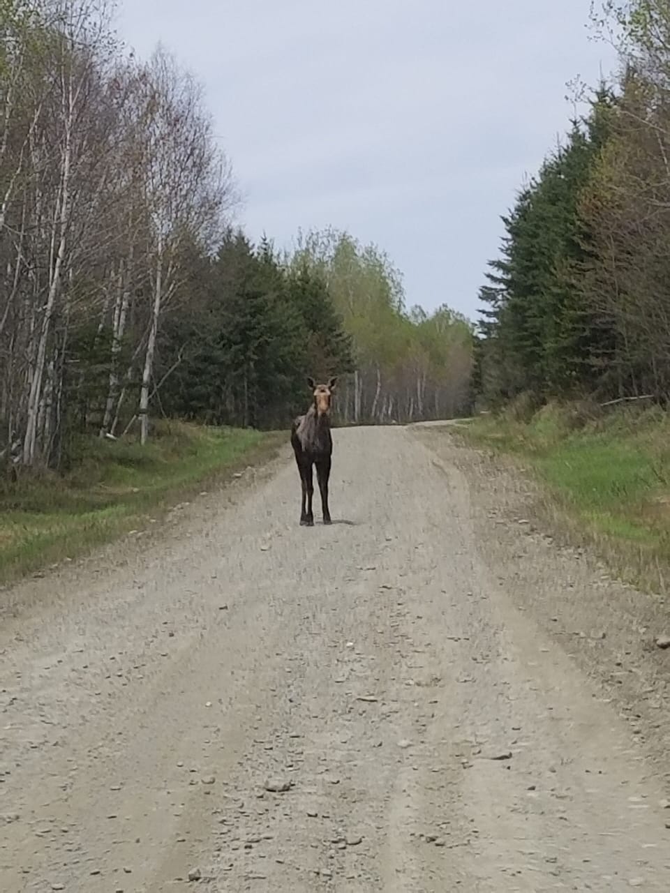 The furry friends have the right of way in Northern Maine