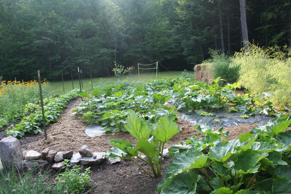 Vegetable garden for daily use by guests, badminton court in distance