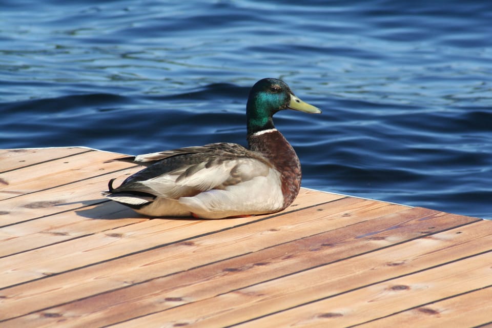 A summer wildlife guest on dock