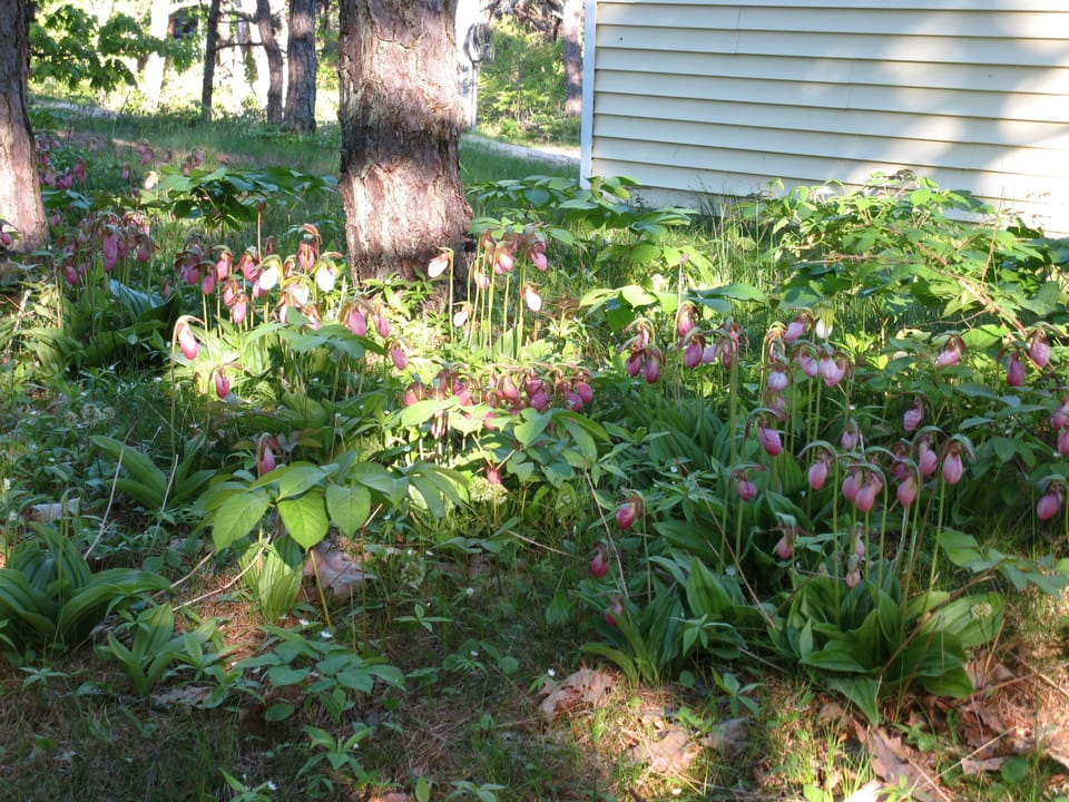 Ladyslippers in side yard.