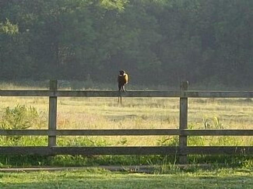Early Morning Pheasant in the garden