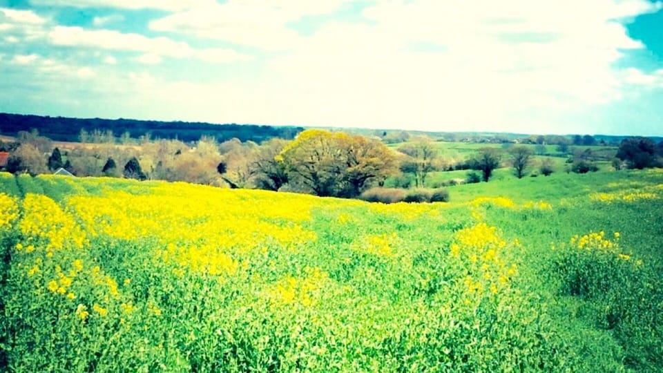 View from bedroom window last summer 