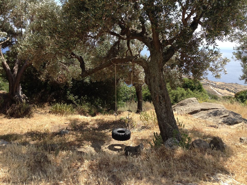 Olive grove