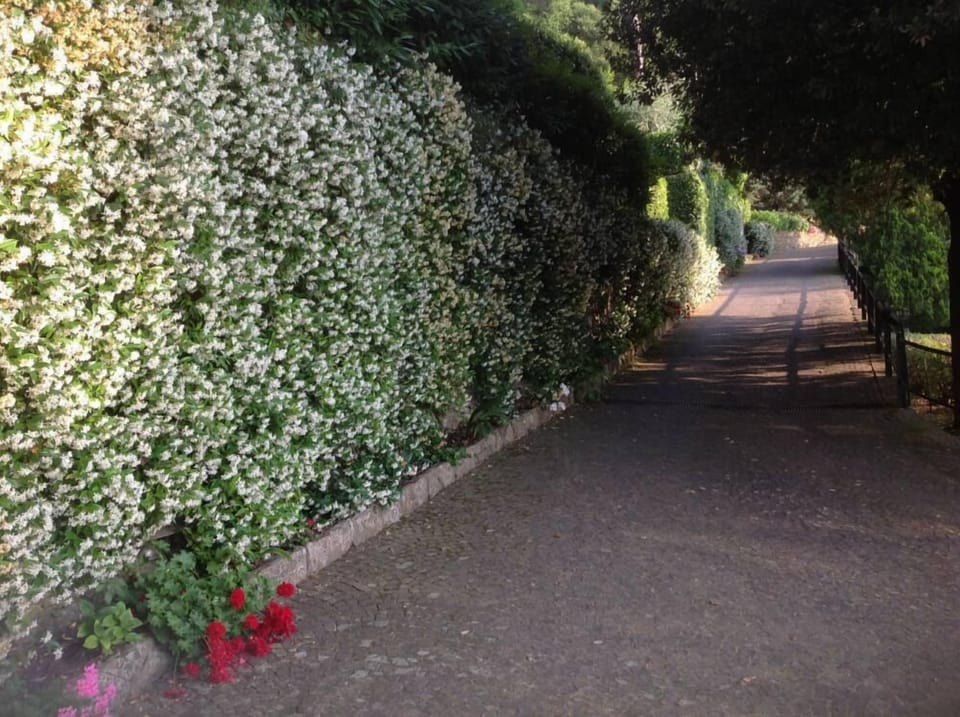 Garden, Park