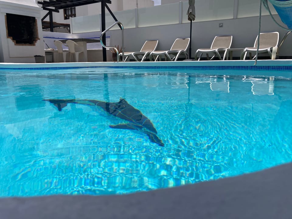 Meet our new dolphin - Flipper