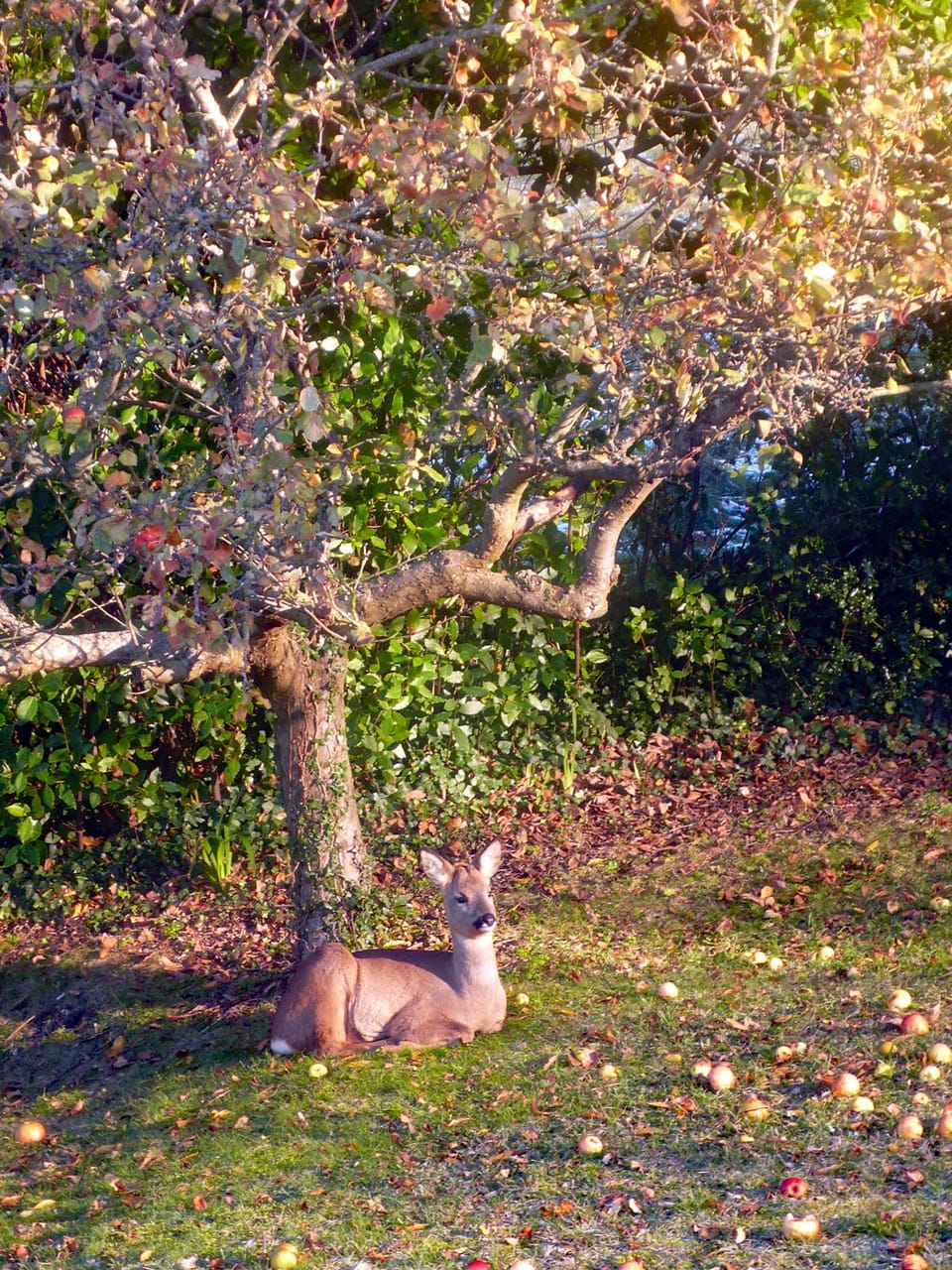 WILDLIFE