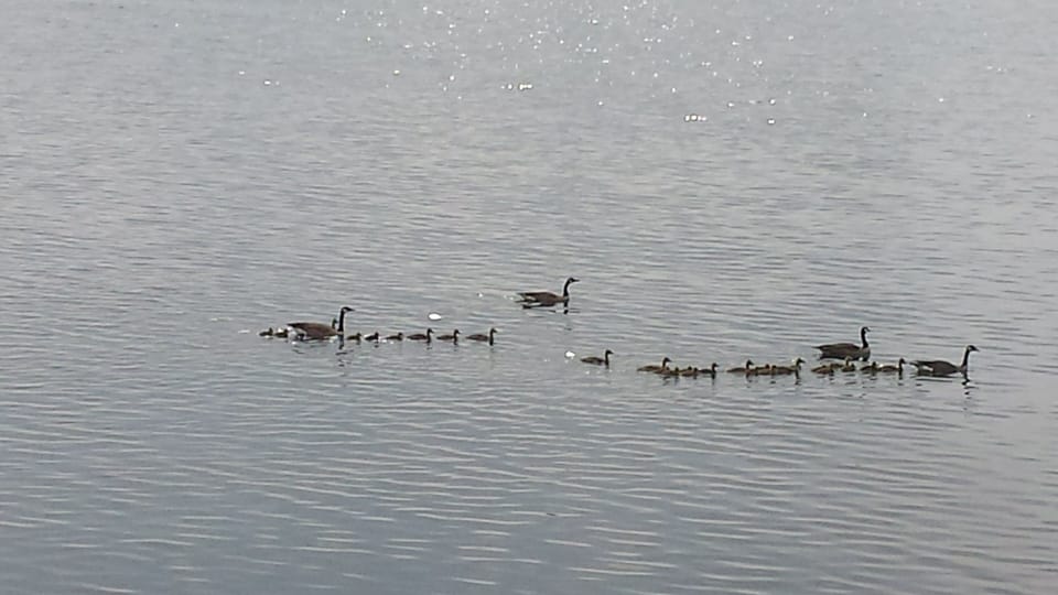 Every year new families