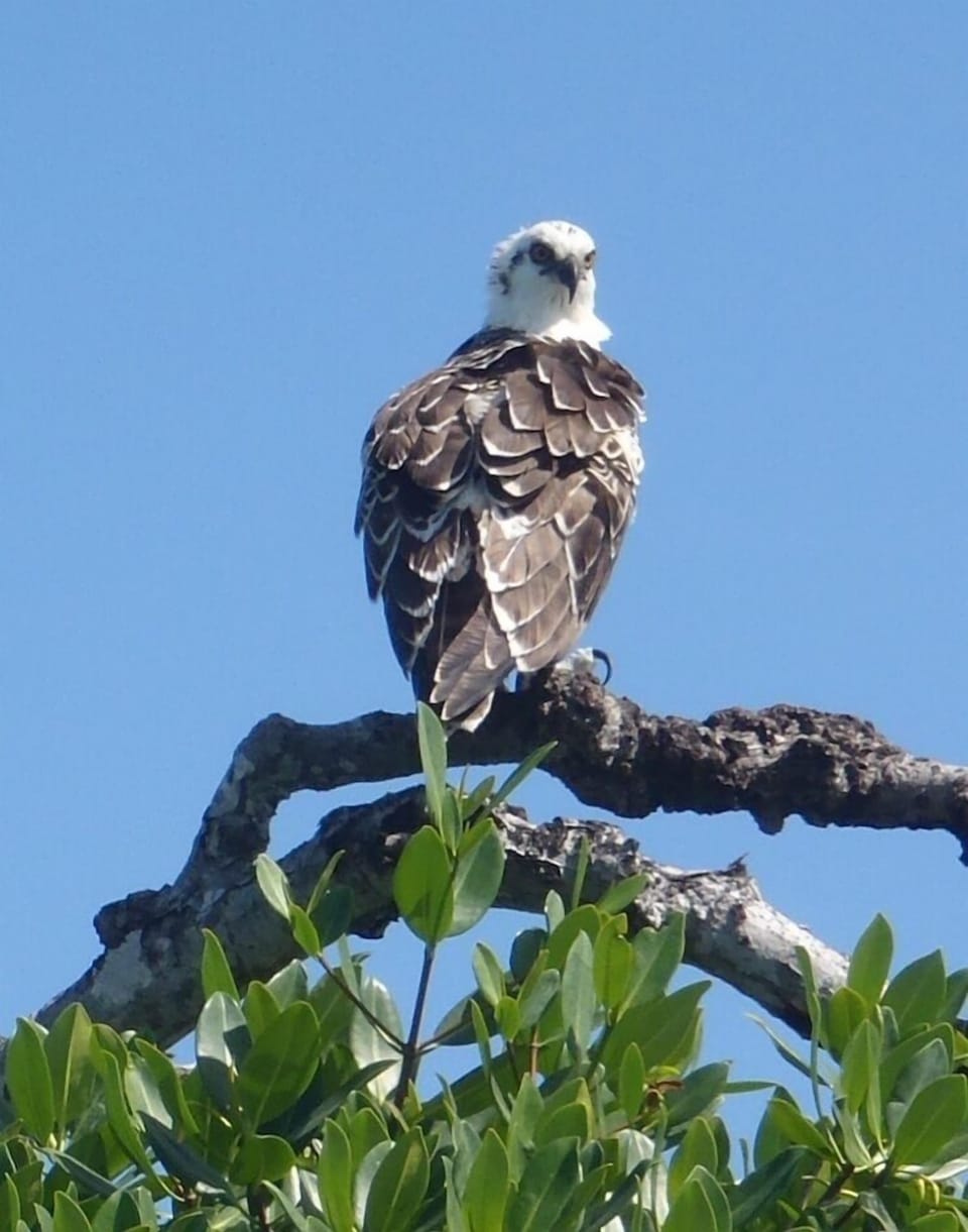 Resident Osprey