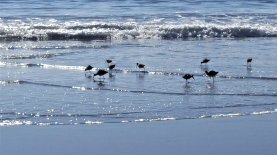 Birds on Beach