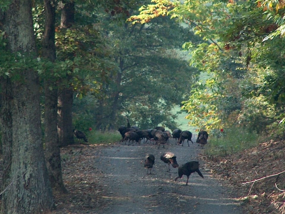Turkeys in the driveway