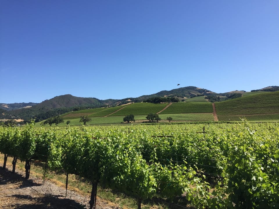 Kenwood valley vineyards vistas, incl. Chateau St. Jean, Kenwood, St. Francis...