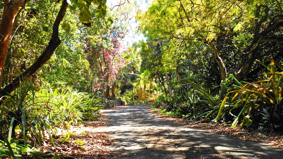Winding Driveway Uphill Through Bromiliads