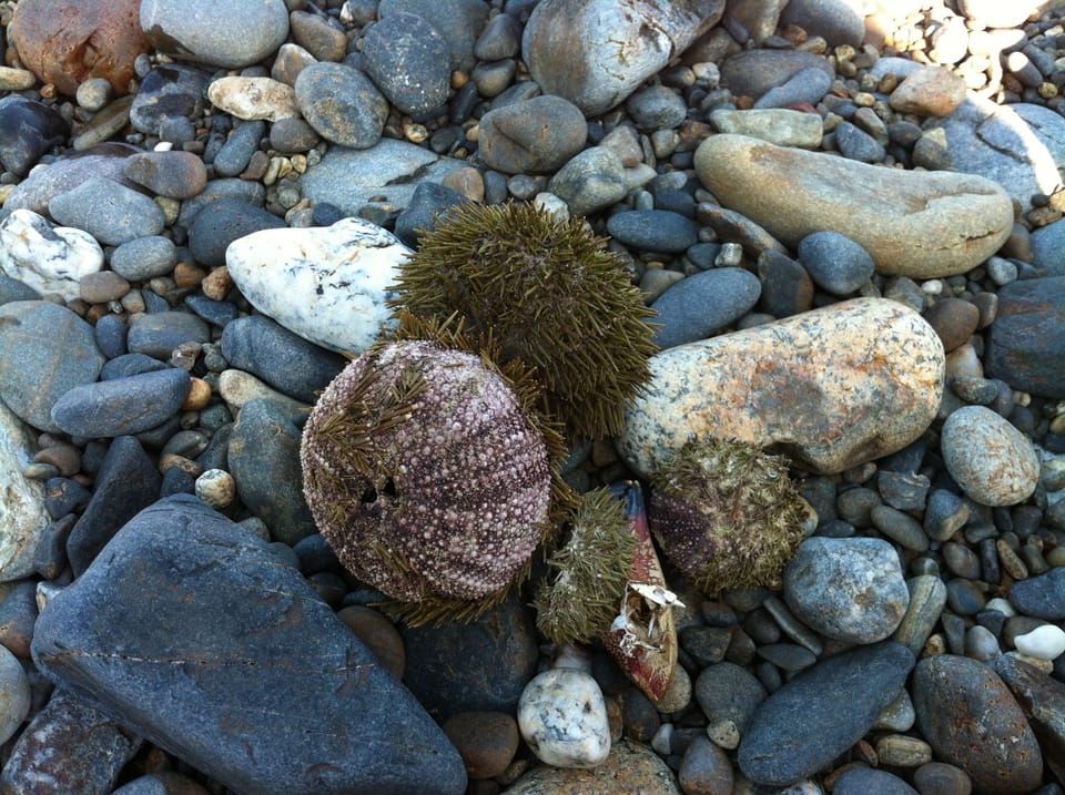 Beach finds