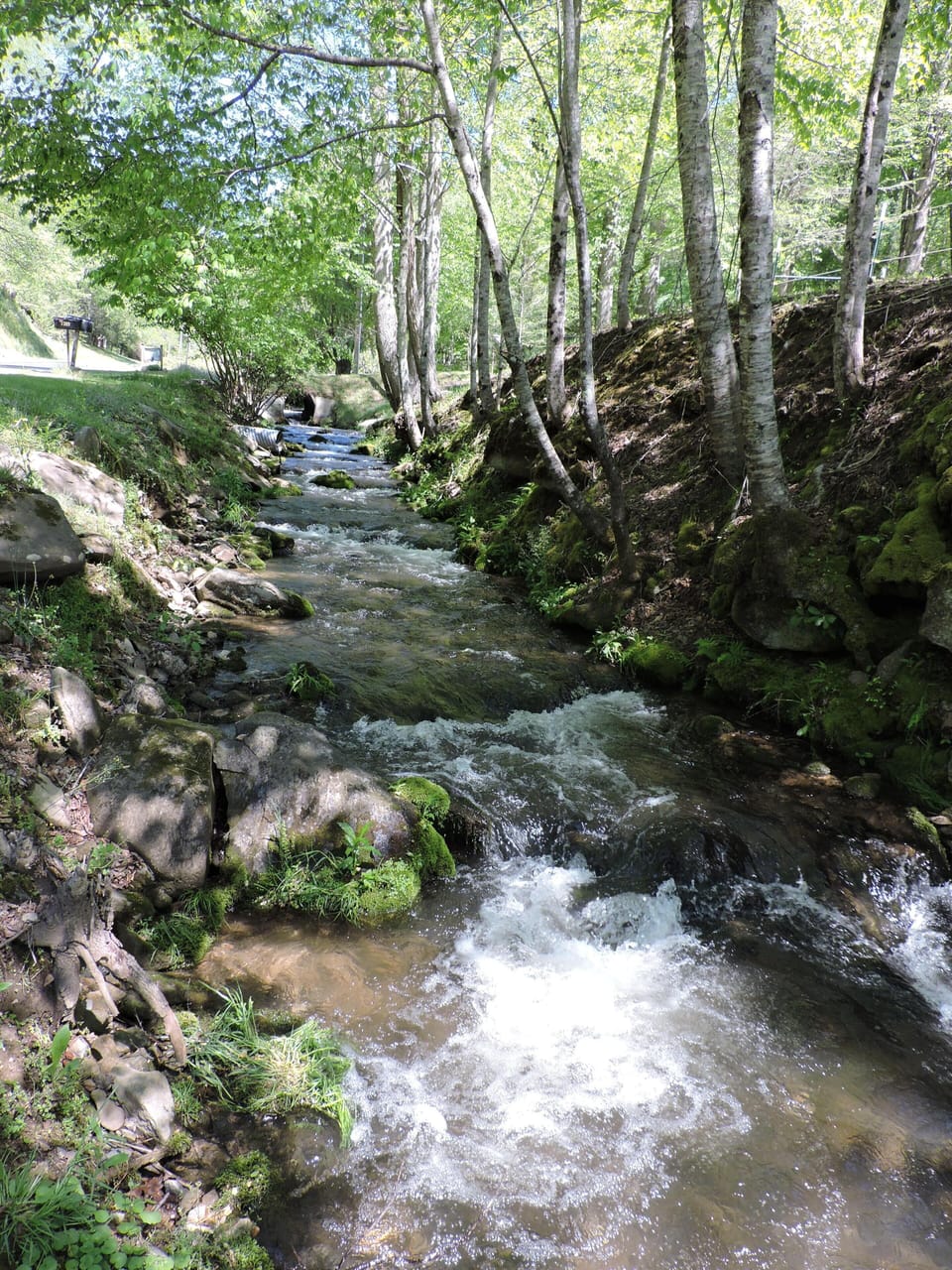 Bring your fishing pole for trout in Yellow Creek.